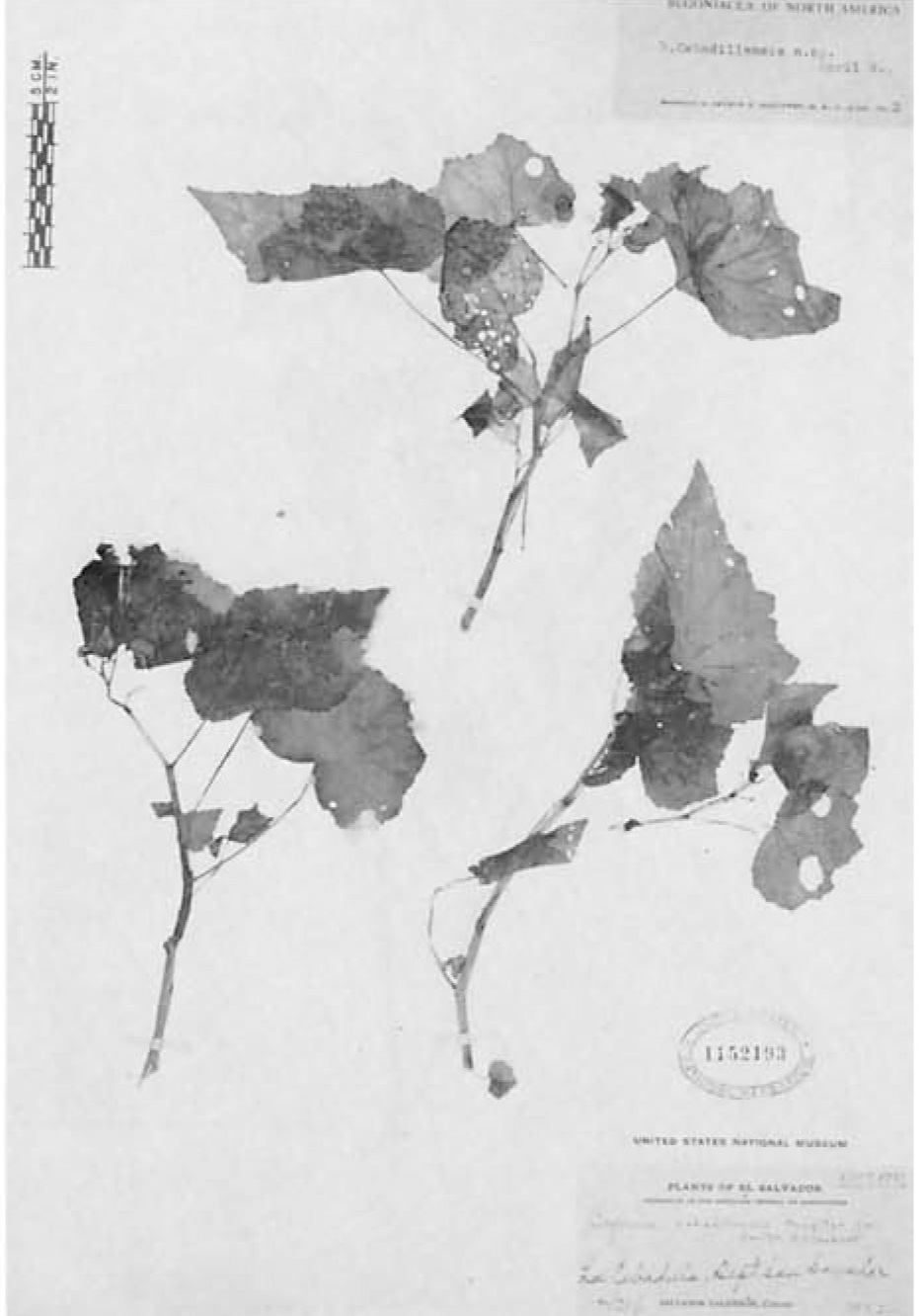 B. cebadillensis